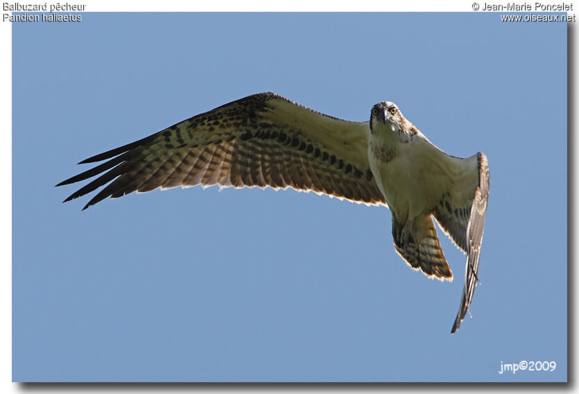 Balbuzard pêcheur, identification