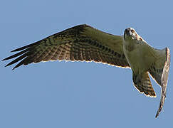 Western Osprey