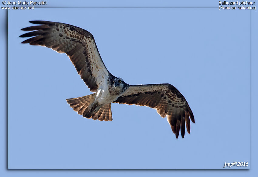 Western Osprey