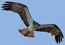 Western Osprey