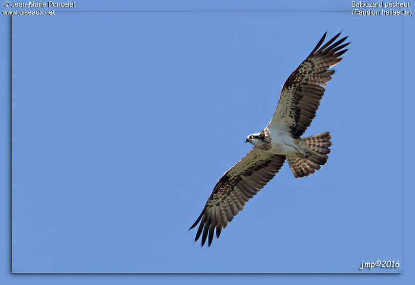 Osprey