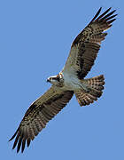 Western Osprey