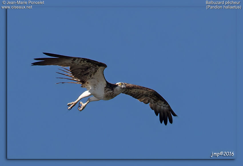 Western Osprey