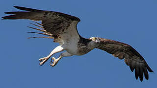 Western Osprey