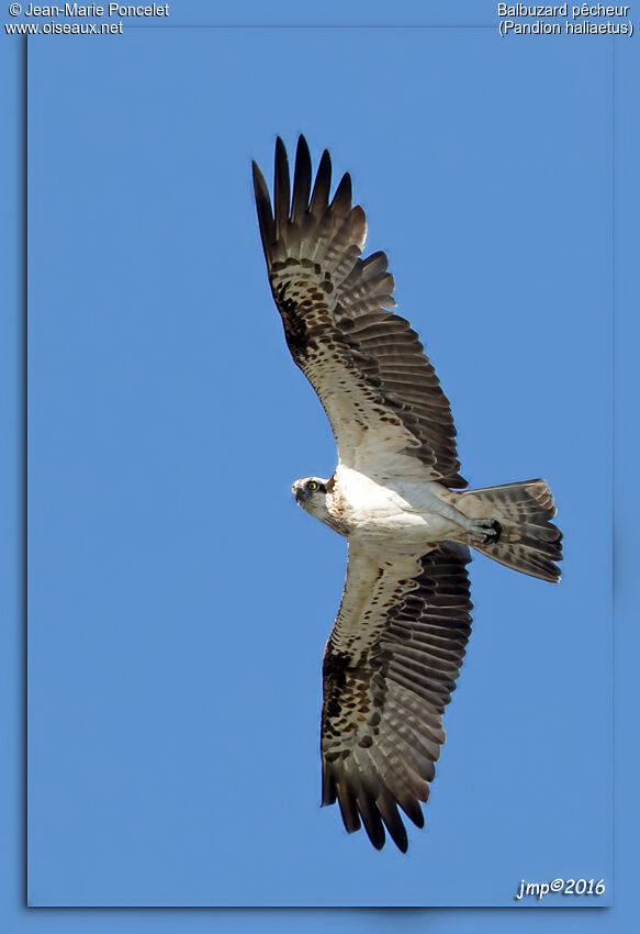 Western Osprey