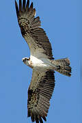 Western Osprey