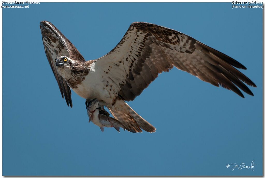 Osprey