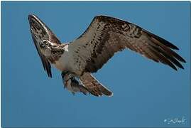 Osprey