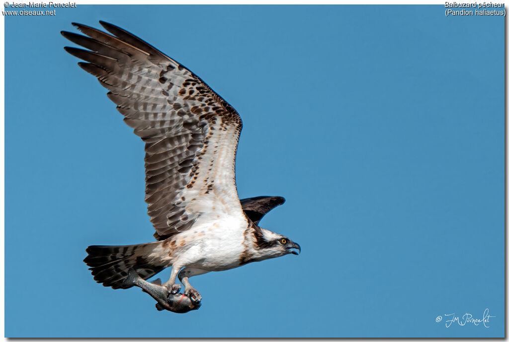 Osprey