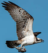Osprey