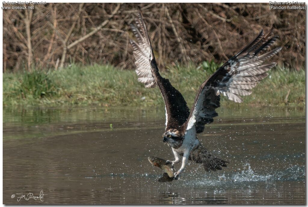 Osprey
