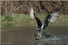 Balbuzard pêcheur