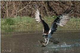 Osprey