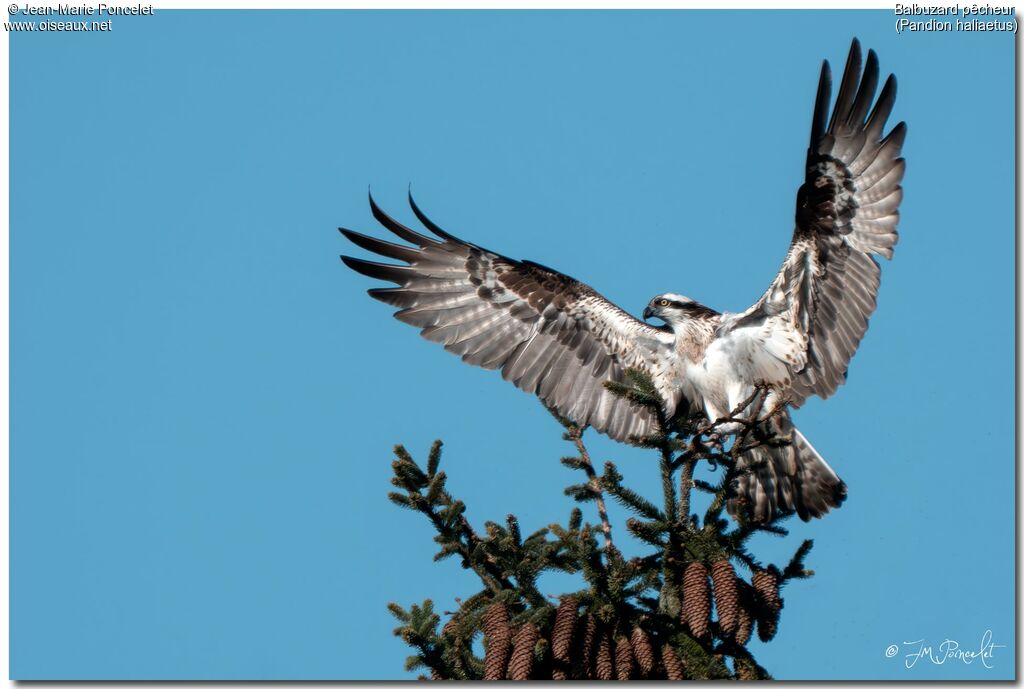 Osprey