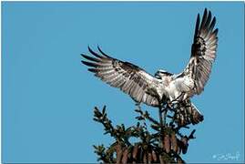Osprey