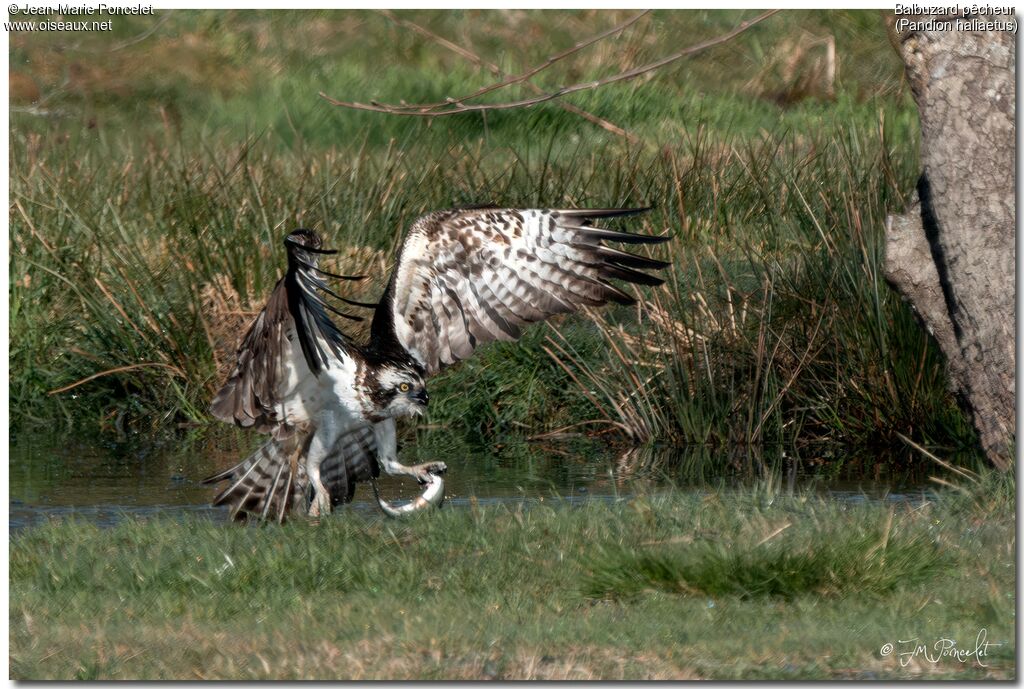 Osprey