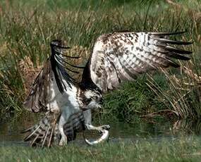 Balbuzard pêcheur