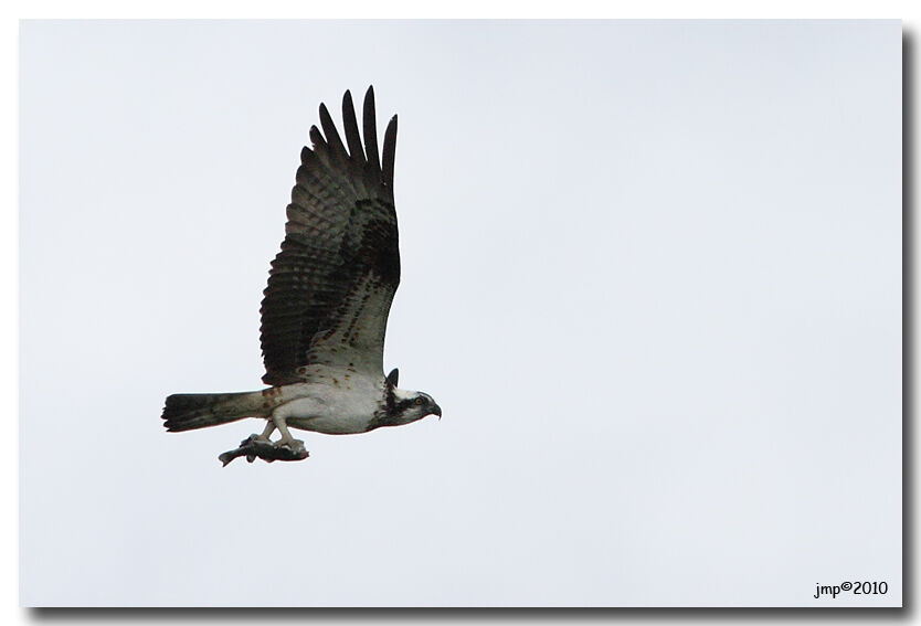 Western Osprey