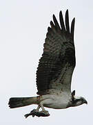 Western Osprey