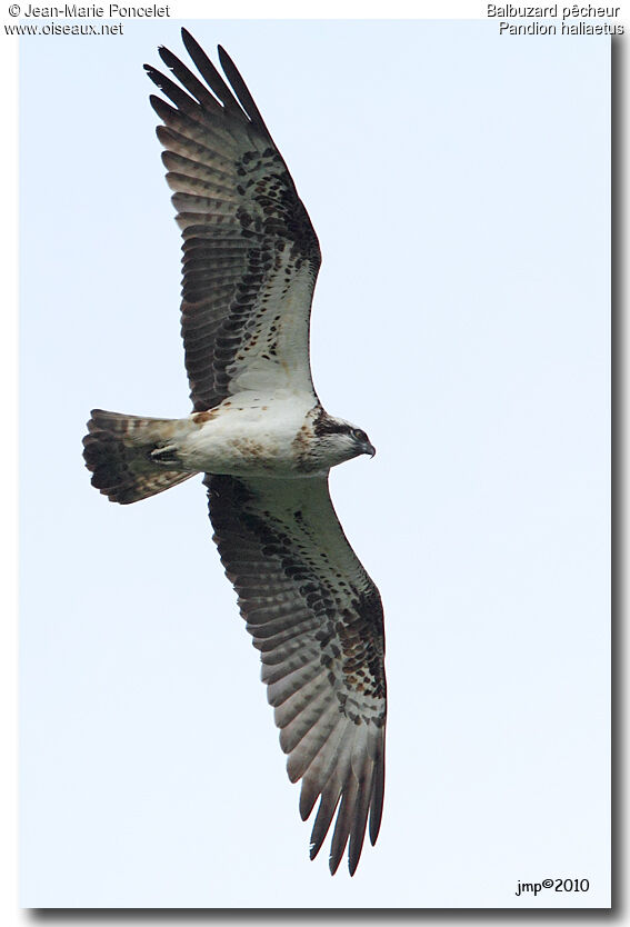 Western Osprey