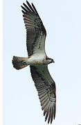 Western Osprey