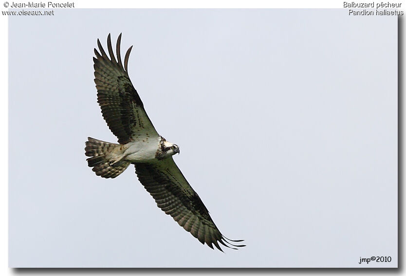 Western Osprey