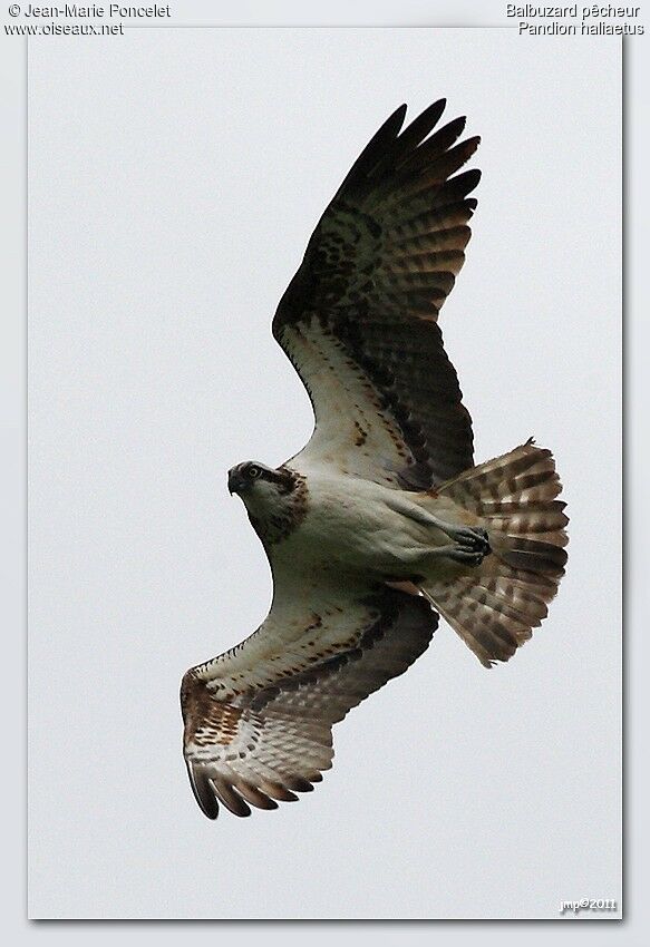 Western Osprey