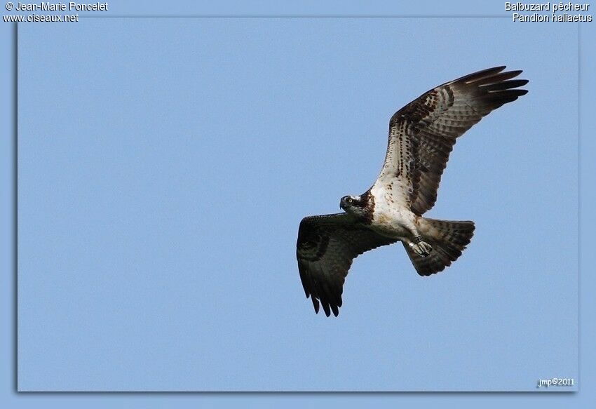 Western Osprey