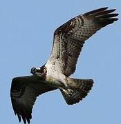 Western Osprey