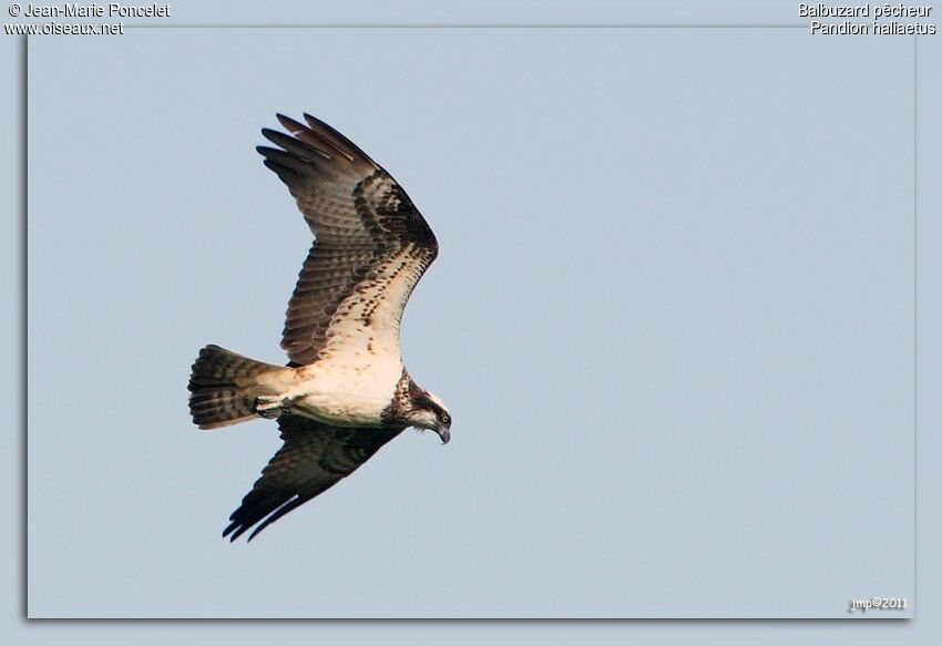 Western Osprey