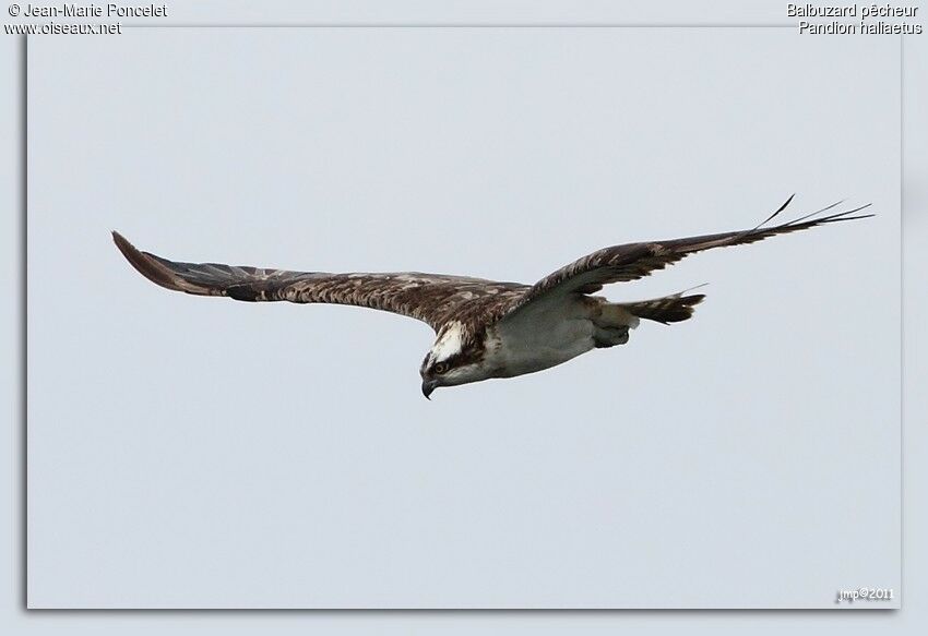 Osprey