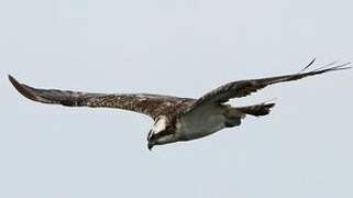 Western Osprey