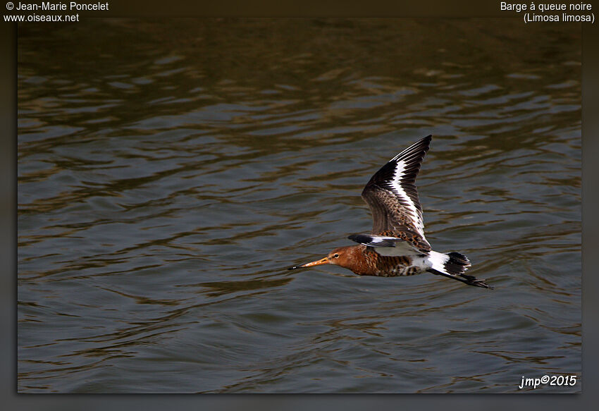 Black-tailed Godwit