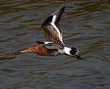 Black-tailed Godwit