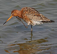 Black-tailed Godwit