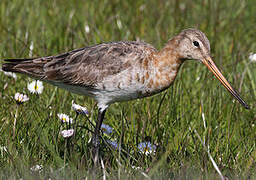 Black-tailed Godwit