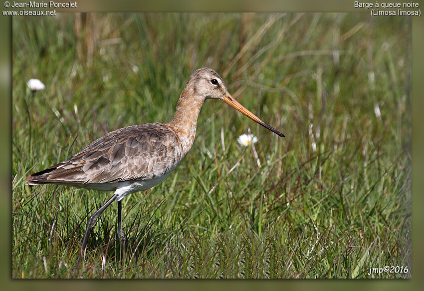 Black-tailed Godwit