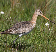 Black-tailed Godwit