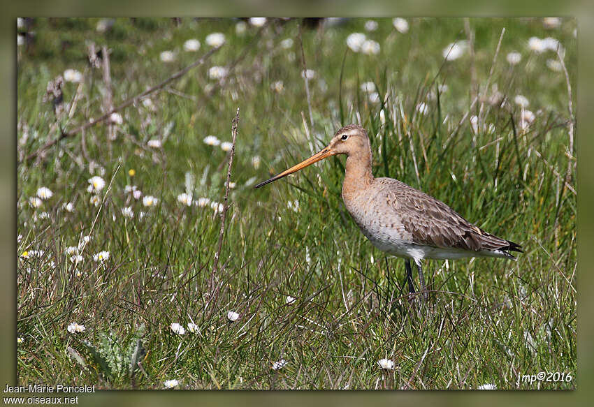 Black-tailed Godwitadult, identification