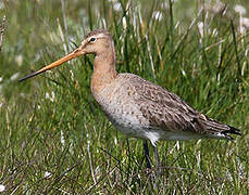 Black-tailed Godwit