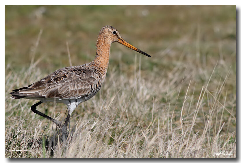 Black-tailed Godwit