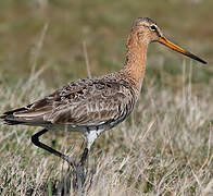 Black-tailed Godwit