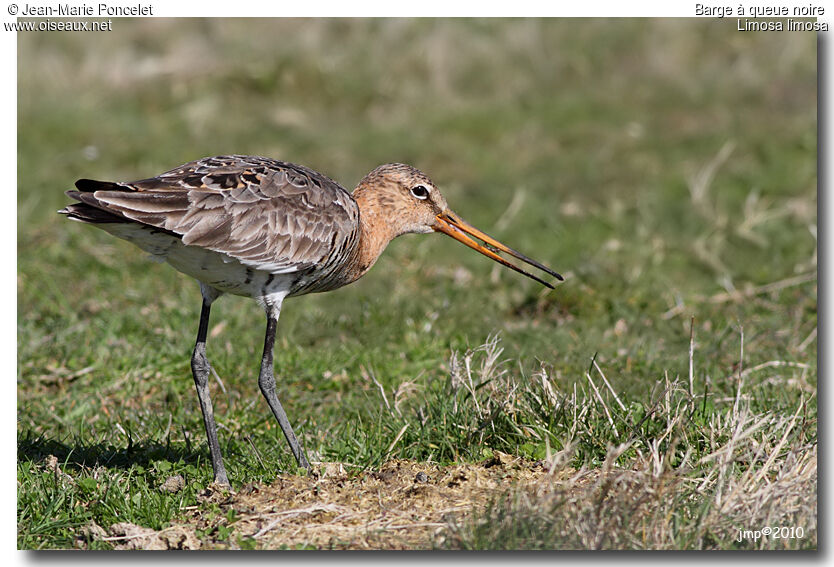 Black-tailed Godwit