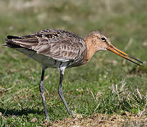 Black-tailed Godwit