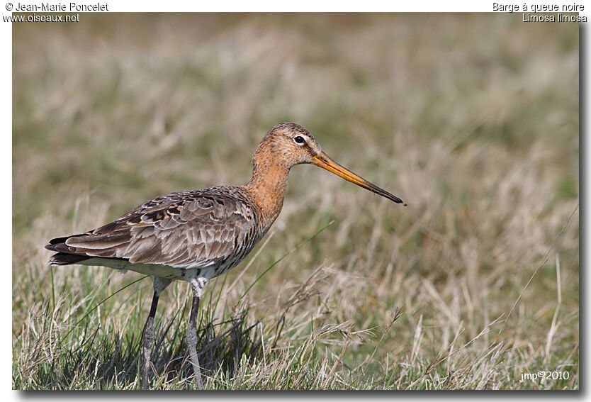 Black-tailed Godwit