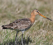 Black-tailed Godwit