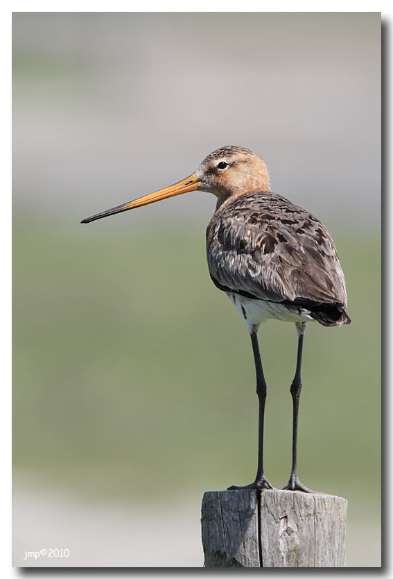 Black-tailed Godwit