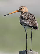 Black-tailed Godwit