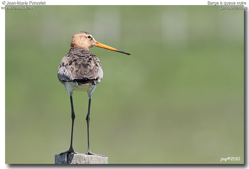 Black-tailed Godwit