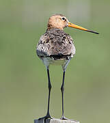 Black-tailed Godwit